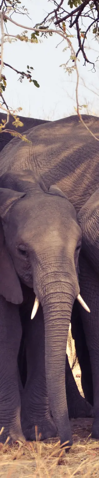 Tierbeobachtungen im Etosha Nationalpark